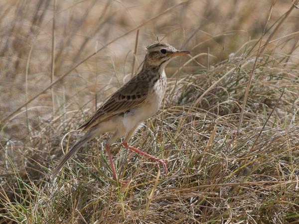 <h3><a href="/trips/tanzania/biota/animalia/chordata/aves/040 passeriformes/119 motacillidae/anthus cinnamomeus/anthus cinnamomeus-nl.html">Anthus&nbsp;cinnamomeus</a> / African&nbsp;pipit / Kaneelpieper</h3>OM-1 Mark II met OLYMPUS M.150-400mm F4.5 TC, 1/2000 sec  bij F5.6, ISO 400, afstand 18.3&nbsp;m